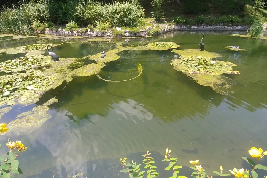 산소 나노버블 수질 정화 시스템 적용 50일 후 연못 투명도 개선 현장 사진