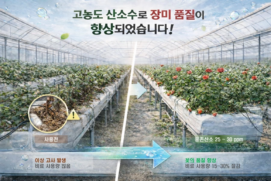 산소 나노버블 적용 전후 장미 생육 회복 및 등급 변화 비교