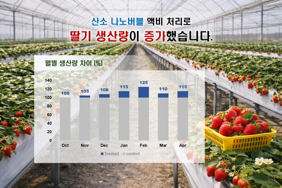 산소 나노버블 적용 전후 딸기 수확량 및 품질 변화 비교